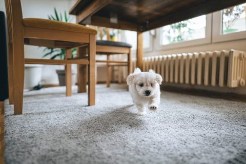 PET FRIENDLY